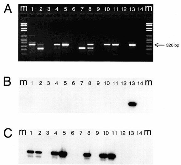 Results of ethidium bromide staining (panel A) and corresponding Southern hybridization (panels B and C) of RT-PCR products of eight calf herd (CH) samples (A) M= molecular mass marker, lane 1: CH124; lane 2: CH125; lane 3: water; lane 4: CH126; lane 5: CH138; lane 6: water; lane 7: CH139; lane 8: CH145; lane 9: water; lane 10: CH156; lane 11: CH176; lane 12: water; lane 13: human NLV positive control (5); lane 14: water. For Southern blot hybridizations, a set of probes used to detect NLVs in h