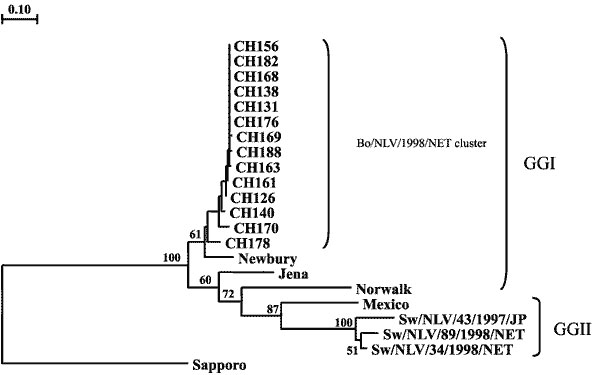 Phylogenetic relationships among human and animal NLVs clustering in genogroup (GG) I and II, based on a 145-bp nucleotide sequence within RNA polymerase gene. Dendrogram includes 14 calf herd (CH) sequences from the bovine NET/98 cluster (CH138, CH156, CH131, CH168, CH182, CH176 [Bo/NLV/176/1998/NET], CH163, CH188, CH169, CH161, CH126, CH140, CH170, and CH178 described in this study), and sequences from Norwalk virus (NV), Mexico virus (MX), Newbury agent (NA), Jena virus (JV), Sw/NLV/43/1997/J