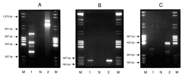 Agarose (1.5%) gel electrophoresis in 1x TAE buffer containing 0.5 µg/ml ethidium bromide. Purified genomic DNA was used as the template in a PCR reaction with the primers Int 1 F 5'-GGC ATC CAA GCA CGA AG-3' and Int 1 B 5'-AAG CAG ACT TGA CCT GA-3' (12). Lane M contains an equal mixture of molecular weight markers grades III and V (Boehringer Mannheim, Germany), Lane N is the negative containing all reaction components with the exception of template DNA, Lane 1, Campylobacter coli CIT-H 6 (IP-I