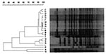Thumbnail of Results of pulsed-field gel electrophoresis (PFGE) of clinical and environmental isolates of Burkholderia pseudomallei from western Australia. Molecular typing was performed by electrophoresis of twice-digested 18h XbaI digests of chromosomal DNA from each isolate with a pulse time and ramp of 5.5 to 52 sec from 20h at 200V. Lanes correspond to the following isolates: A,G initial and recurrent infection separated by &gt;12 months in epidemiologically unrelated case in outbreak commu