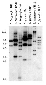 Thumbnail of Restriction fragment length polymorphism pattern analysis of the rep or bdr genes of the Lyme disease spirochetes. Total DNA, isolated from Borrelia cultures, was digested with Xba1, fractionated by electrophoresis, and transferred onto membranes for hybridization. Hybridization was performed by the bdrAB-R1 oligonucleotide (46). The species and isolates analyzed are indicated above each lane. MW markers in kb are indicated.