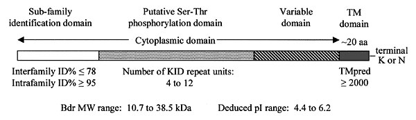 Key features and putative functional domains of the Bdr proteins. The schematic depicts a prototype Bdr protein with the characteristics of each domain indicated. The abbreviation, ID%, is for percentage amino acid identity at either the inter- or intra-family level as indicated in the figure. Standard amino acid abbreviations are used in the figure to denote the conserved C-terminal lysine (K) or asparagine (N) residues, which are thought to be exposed in the periplasm and the cytoplasmically l