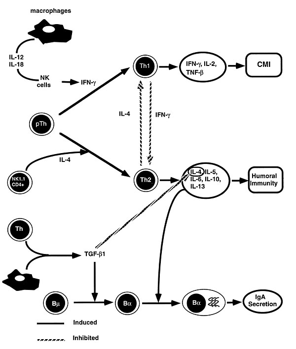 Differentiation and regulation of T-helper subsets and the immune response in the mucosal compartments. Encounter of pathogen-derived antigen or vaccine antigen will stimulate T-helper cells to secrete cytokines. Depending on the stimulus, a Th1 or Th2 cell response is induced. For example, intracellular pathogens will induce production of IL-12/IL-18 by macrophages, activating IFN-gð production by NK cells and inducing differentiation to a Th1-mediated immune response, which supports CMI and pr