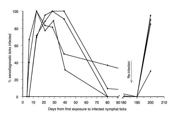 Infectivity to larval vector ticks of four American robins exposed to nymphal deer ticks infected with Lyme disease spirochetes on days 0 and 186. Each observation was recorded on the day on which each xenodiagnostic test was complete.