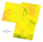 Thumbnail of The normalized difference vegetation index (NDVI) scores of the study area by Thematic Mapping bands 3 and 4. Vegetation growth increased from brown though yellow to green. There was a substantial portion of high-risk area (especially the eastern portion of the image) where the NDVI image pixels did not obviously correspond to high-risk areas (see Figure 3 for comparison).