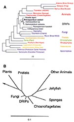 Thumbnail of Phylogeny of Rhinosporidium seeberi and the DRIPs clade of protists (Ichthyosporea). A. Phylogenetic tree inferred from the 18S rDNA sequences of R. seeberi and other selected eukaryotes by using a maximum likelihood algorithm; 1,350 masked positions were used for analysis. Bootstrap values were generated from 100 resamplings. The bar, which represents 0.1 base changes per nucleotide position, is a measure of evolutionary distance. B. Phylogenetic tree using the data from A, but wit