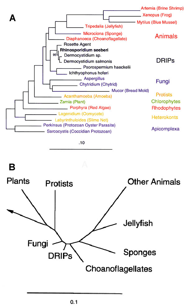 Phylogeny of Rhinosporidium seeberi and the DRIPs clade of protists (Ichthyosporea). A. Phylogenetic tree inferred from the 18S rDNA sequences of R. seeberi and other selected eukaryotes by using a maximum likelihood algorithm; 1,350 masked positions were used for analysis. Bootstrap values were generated from 100 resamplings. The bar, which represents 0.1 base changes per nucleotide position, is a measure of evolutionary distance. B. Phylogenetic tree using the data from A, but with pruning and