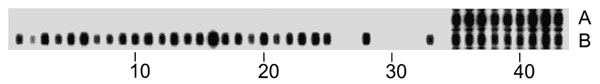 Representative spoligotype patterns of the Beijing (A) and the Vietnam (B) genotypes. Numbers indicate the spacer oligonucleotide sequences, present on the reversed line blot, which are derived from reference Mycobacterium tuberculosis strain H37Rv and M. bovis BCG vaccine strain P3.