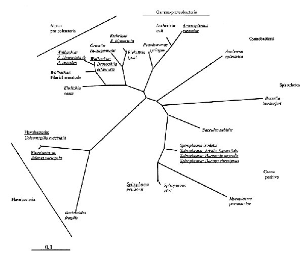 Phylogenetic relationship of male-killers and a selection of other eubacteria inferred from 16S rDNA sequences, using maximum likelihood implemented on PAUP*. The male-killing bacteria (underlined) have been labeled with the name of their insect host if a species name is not available. The relationships of the major bacterial groups are uncertain.