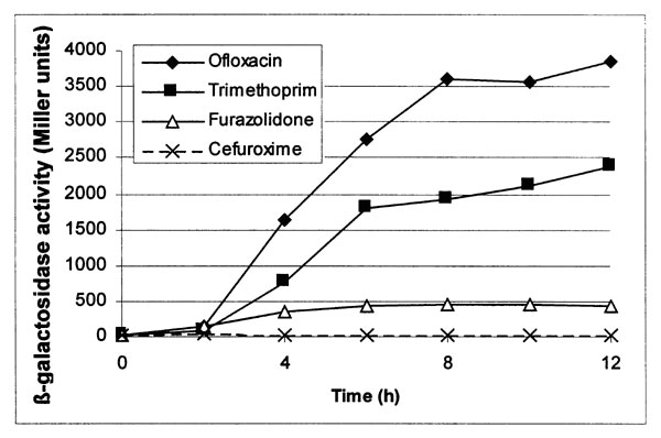 Time course of stx::lacZ induction by antibiotics. Exponential-phase cultures were exposed to the antibiotics indicated for up to 12 h, and whole culture β-galactosidase activities were determined. The exposure levels were cefuroxime 0.625 g/L (MICx1/16), furazolidone 8 g/L (MICx1/4), trimethoprim 0.6 g/L (1xMIC) and ofloxacin 0.1 g/L (2xMIC).