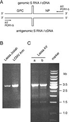 Thumbnail of Reverse transcription (RT) and polymerase chain reaction (PCR) amplification of full-length S RNA. (A) Position of the RT and PCR primers at the termini of S RNA. The stem-loop structure in the intergenic region is schematically shown. (B) Amplified S RNA of Lassa Josiah and LCMV Armstrong virus separated in ethidium bromide-stained agarose gel. S RNA was isolated from supernatant of infected cells, and PCR was done with primers PCR2-4. (C) S RNA of Lassa AV was amplified in two RT-