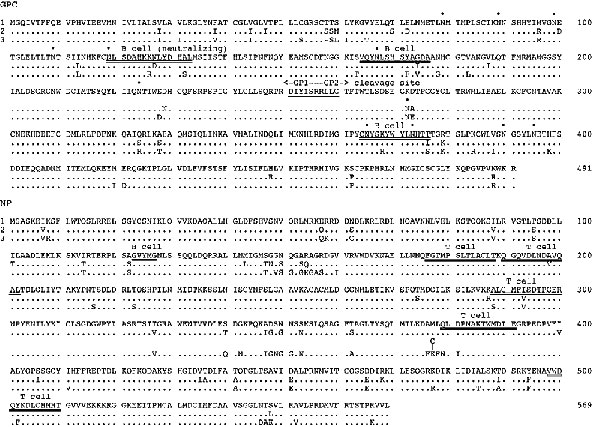 Alignment of the GPC and NP amino acid sequences of Lassa Josiah, AV, and Nigeria (sequences 1, 2, and 3, respectively). B-cell epitopes [GPC 119-133 (28), GPC 124-176 (28), GPC 364-376 (29), NP 123-127 (31)], T-cell epitopes (17), and the putative GPC cleavage site (30) are doubly underlined. Dots above the GPC sequence mark potential N-linked glycosylation sites. Inserted amino acids are shown above the sequence with the position of insertion indicated by a vertical line.