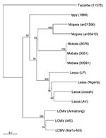 Thumbnail of Phylogenetic analysis of Old World arenaviruses, including Lassa AV. The tree was computed for an NP gene fragment by using the neighbor-joining method. Bootstrap support (in %) is indicated at the respective branch. The same topology and similar bootstrap values, except for the terminal lymphocytic choriomeningitis virus branches, were obtained by using the maximum likelihood method. Tacaribe virus belonging to the New World arenaviruses was used as outgroup to root the tree.