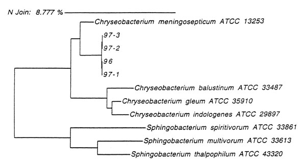 Dendogram derived from the 16S rRNA gene sequence analysis, showing the phylogenetic relationships among the four atypical strains of Chryseobacterium meningosepticum (96, 97-1, 97-2, 97-3), C. meningosepticum strain ATCC 13253T, and several closely related bacteria.