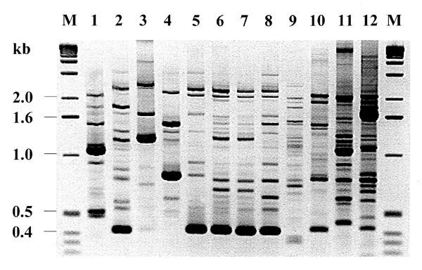 Random amplified polymorphic DNA fingerprinting (RAPD) types generated by arbitrarily primed PCR. Lanes 5-8 show results for the four index strains of the atypical Chryseobacterium meningosepticum, 96, 97-1, 97-2, and 97-3, respectively; lanes 1-4, four clinical isolates of C. meningosepticum from Canada; lanes 9-10, two clinical isolates of B. cepacia; lane 11, P. aeruginosa strain P1; and lane 12, clinical isolate of K. pneumoniae. Lane M shows the 1-kb DNA ladder.
