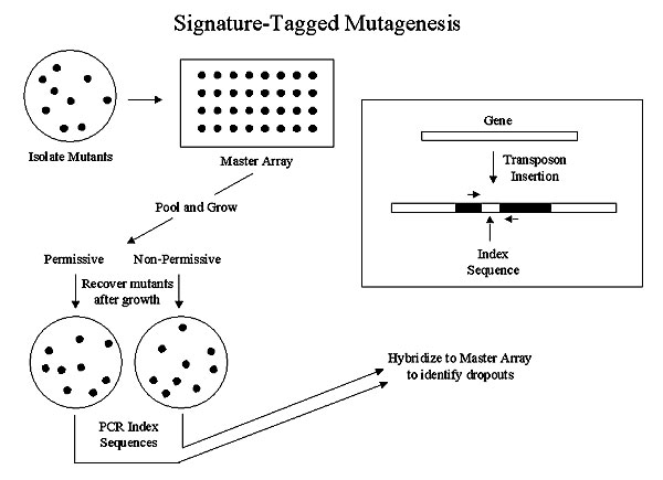 Signature-tagged mutagenesis. The box on the right shows a transposon insertion, indicating the index region and location of polymerase chain reaction (PCR) primers that amplify the segment unique to each transposon.