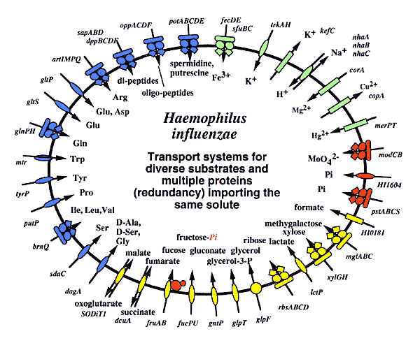 Comparison of the transport proteins in two human respiratory pathogens, Haemophilus influenzae and Mycobacterium pneumoniae.