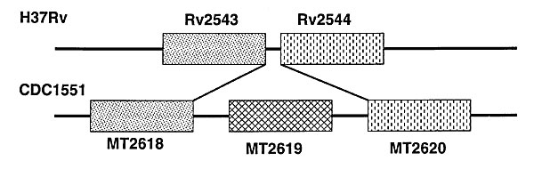 Polymorphic insertions in Mycobacterium tuberculosis. A genomic region containing membrane lipid protein genes likely to have arisen through gene duplication. H37Rv contains two genes (Rv2543 and Rv2544), while the homologous region in CDC1551 appears to have undergone additional gene duplication (MT2618, MT2619, and MT2620).