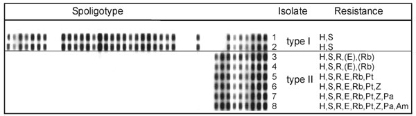 Spoligotypes and drug-resistance patterns of isolates of patient's first (1 and 2, type I) and second culture-positive phase (3-8, type II). The spoligotypes of the first two cultures differ clearly from those of the latter ones. The eight isolates were obtained on the following dates: 1, February 28, 1996; 2, March 17, 1996; 3, June 6, 1996; 4, July 12, 1996; 5, March 15, 1997; 6, April 25, 1997; 7, February 18, 1998; and 8, June 23, 1998. H, isoniazid; S, streptomycin; R, rifampin; E, ethambut