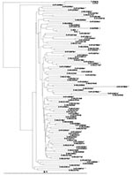 Thumbnail of Phylogenetic classification of env gp41 HIV-1 sequences from Ugandan (UG) patients (GenBank accession numbers for subtypes A and D are pending). Numbers before the abbreviation UG indicate the year of specimen collection; c1, c7, and c9 denote the UVRI, Mulago, and Nsambya clinics, respectively. The trees were constructed on the basis of 354-bp DNA sequences by the neighbor joining method with nucleotide distance datum sets calculated by Kimura's two-parameter approach and rerooted