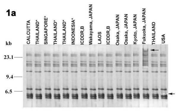 Southern blot hybridization of BglI-digested Vibrio parahaemolyticus chromosomal DNA with rRNA probe. 1a-1c, ribotype patterns of the O3:K6, O4:K68, and O1:K untypeable (KUT) strains, respectively, isolated from different countries. 1d, ribotype pattern of the nonpandemic strains isolated from different countries and belonging to various serotypes (Table 2). The last three lanes indicate the pattern of the representative O3:K6(KX-V225), O4:K68(KX-V563), and O1:KUT(KX-V737) strains, respectively.