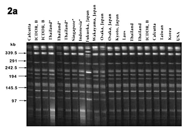 Electrophoretic migration pattern of the NotI-digested Vibrio parahaemolyticus genomic DNA obtained by pulsed-field gel electrophoresis (PFGE). 2a-2c, PFGE patterns of the O3:K6, O4:K68, and O1:K untypeable (KUT) strains, respectively, isolated from different countries. 2d, PFGE pattern of the nonpandemic strains isolated from different countries and belonging to various serotypes (Table 2). The lanes on the right side of the marker indicate the pattern of the representative O3:K6(KX-V225), O4:K