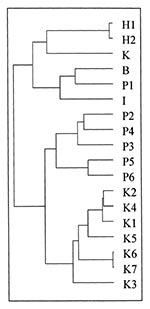 Thumbnail of Dendogram showing genetic relatedness of Salmonella Typhi from Kenya and Asia. H1 and H2: MDR S. Typhi from Hong Kong; K: MDR S. Typhi from Kuwait; B: MDR S. Typhi from Bangladesh; P1-P6: MDR S. Typhi from Pakistan, I: MDR S. Typhi from India. K1-K5: sensitive S. Typhi from Kenya; K6 and K7: MDR S. Typhi from Kenya.