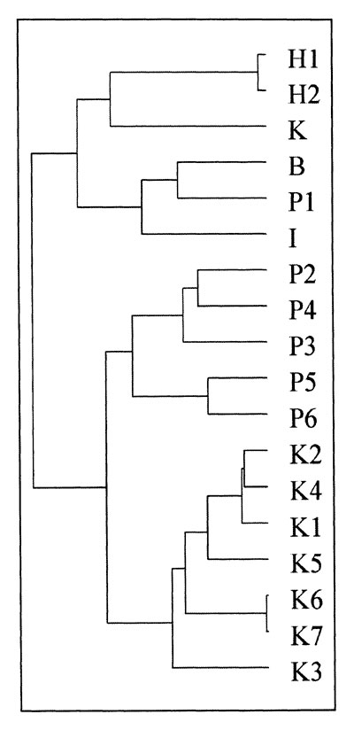 Dendogram showing genetic relatedness of Salmonella Typhi from Kenya and Asia. H1 and H2: MDR S. Typhi from Hong Kong; K: MDR S. Typhi from Kuwait; B: MDR S. Typhi from Bangladesh; P1-P6: MDR S. Typhi from Pakistan, I: MDR S. Typhi from India. K1-K5: sensitive S. Typhi from Kenya; K6 and K7: MDR S. Typhi from Kenya.