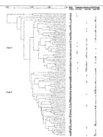 Thumbnail of Relatedness of pulsed-field gel electrophoresis profiles of Bordetella pertussis strains isolated in the United States,1935 to 1999.