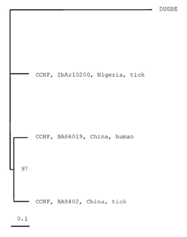 Figure 2&nbsp;-&nbsp;Phylogenetic tree based on 4,722 nt of the medium (M) RNA segment, including the two Chinese Crimean Congo hemorrhagic fever virus (CCHFV) strains BA66019 and BA8402 and the CCHFV strain IbAr10200, GenBank accession number U39455. Dugbe virus (DUGV) strain ArD44313, GenBank accession number M94133, was used as outgroup. Horizontal distances are proportional to nucleotide difference; vertical distances are for graphic display only. Bootstrap support (in %) is indicated at the