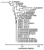 Thumbnail of Phylogenetic analysis of the bacterial 16S rDNA sequences obtained from cases XEB44 and XMN22. The tree was rooted with Staphylococcus aureus and Escherichia coli as outgroups and constructed with a maximum-likelihood algorithm using 468 homologous sequence positions that were selected from a sequence dataset of 497 total positions. Streptococcus pneumoniae clinical isolates sequenced for this study are marked as SF10175, SF10314, and SF10014. GenBank database accession numbers for published sequences are given in parentheses. All six sequences from the case XCA73 cerebrospinal fluid were identical to those of the S. pneumoniae reference strain (accession no. AJ001246). PCR = polymerase chain reaction.