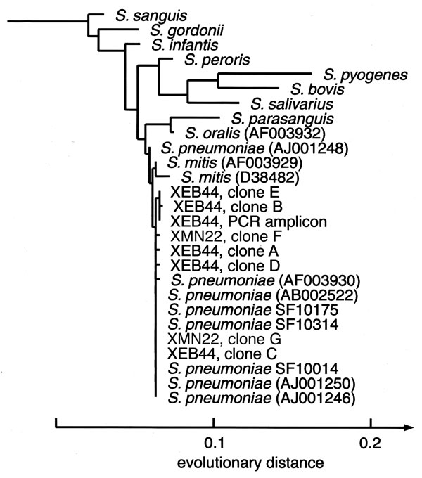 Phylogenetic analysis of the bacterial 16S rDNA sequences obtained from cases XEB44 and XMN22. The tree was rooted with Staphylococcus aureus and Escherichia coli as outgroups and constructed with a maximum-likelihood algorithm using 468 homologous sequence positions that were selected from a sequence dataset of 497 total positions. Streptococcus pneumoniae clinical isolates sequenced for this study are marked as SF10175, SF10314, and SF10014. GenBank database accession numbers for published sequences are given in parentheses. All six sequences from the case XCA73 cerebrospinal fluid were identical to those of the S. pneumoniae reference strain (accession no. AJ001246). PCR = polymerase chain reaction.