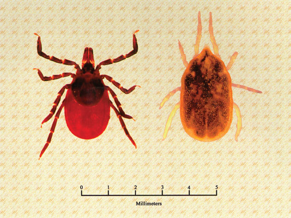 Dorsal view of a female Ixodes scapularis (family Ixodidae, hard ticks), a vector of Borrelia burgdorferi (left), and a female Ornithodoros hermsi (family Argasidae, soft ticks), the vector of B. hermsii (right).