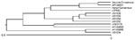 Thumbnail of Phylogram based on nucleotide comparison from the E1 region of a horse infected with Eastern equine encephalomyelitis virus.