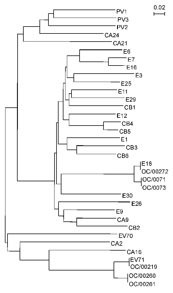 Phylogenetic analysis based on the human enterovirus (HEV) VP4 nucleotide sequences. The phylogenetic tree was constructed by the neighbor-joining method as implemented in CLUSTAL X program (version 1.63b). The marker denotes a measurement of the relative phylogenetic distance. The VP4 sequences of eight HEV serotypes described below are available from GenBank. The strain name and accession number are shown in parentheses: HEV1 (Bryson, AF250874), HEV12 (Travis, NC 001810), echovirus 26 (EV26, Coronel, AF117697), EV29 (JV-10, AF117698), coxsackie virus A2 (CAV2; Epsom/14448/99, AJ2296215), CAV21 (Coe, NC 001428), CAV24 (EH24/70, D90457), and HEV70 (J670/71, D00820).