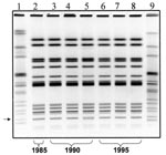 Thumbnail of Gel showing the XbaI pulsed-field gel electrophoresis (PFGE) pattern of each isolate. Lane 1 and 9 show the pattern of the Salmonella strain used as a size standard. Lane 2 shows the pattern of MR-DT104 strain isolated in 1985. Lanes 3-5 show the patterns of MR-DT104 isolates obtained in 1990. Lanes 6-8 show the PFGE patterns of MR-DT104 isolates obtained in 1996.