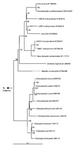 Thumbnail of Neighbor-joining phylogenetic tree of the 16s rRNA gene sequence of Chlamydiales, including Chlamydiaceae, Parachlamydiaceae, and Simkaniaceae, compared with Legionella pneumophila (M 59157) as outgroup. Bar represents estimated evolutionary distance. The numbers at each node are the results of bootstrap analysis; each value is derived from 100 samples.