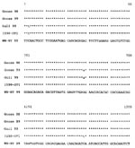 Thumbnail of Abbreviated alignment of E gene sequences of Israeli isolates Goose 98, Goose 99, White-eyed gull 99, and IS98-ST1 with the consensus sequence of WN-NY99. The nucleotide numbers correspond to their location in the envelope gene.
