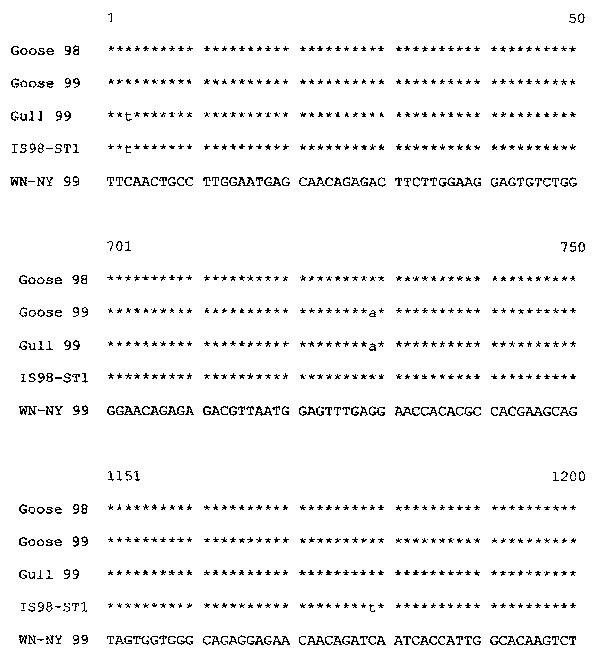 Abbreviated alignment of E gene sequences of Israeli isolates Goose 98, Goose 99, White-eyed gull 99, and IS98-ST1 with the consensus sequence of WN-NY99. The nucleotide numbers correspond to their location in the envelope gene.