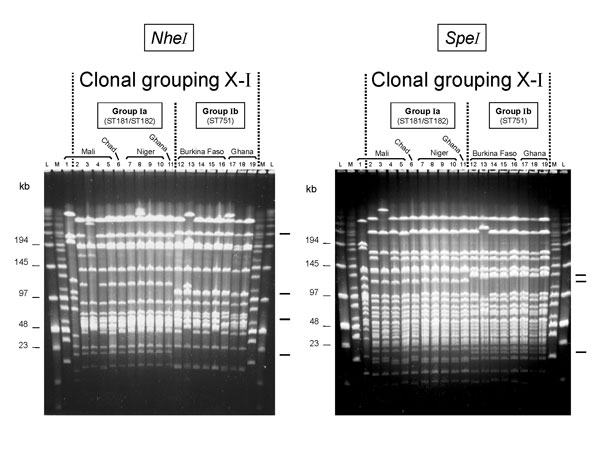 Two groups of pulsed-field gel electrophoresis patterns among NheI- and SpeI-digested chromosomal DNA from selected serogroup X Neisseria meningitidis strains isolated in Africa. Lane: strain: 1: D93 (ST188); 2: 1970; 3: 3187; 4: 3529; 5: D5; 6: LNP13407; 7: LNP14964; 8: LNP15040; 9: 97013; 10: 97014; 11: Z9413; 12: LNP14297; 13: LNP15061; 14: BF2/97; 15: BF5/97; 16: BF1/98; 17: Z7091; 18: Z8336; 19: Z9291. Molecular weight markers were loaded in the flanking lanes as indicated (L: low-range marker; M: midrange marker); their molecular weights are indicated at the left. Characteristic band differences are indicated on the right.