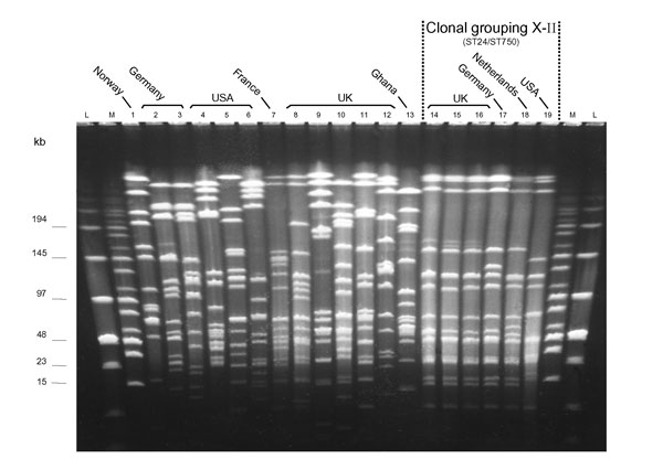 Pulsed-field gel electrophoresis patterns of NheI-digested chromosomal DNA of selected serogroup X Neisseria meningitidis isolates from Europe and the United States, plus a prototype isolate from Ghana (lane 13). Lane: strain: 1: E26; 2: X4571; 3: X4890; 4: M2526; 5: M4222; 6: M3772; 7: LNP17351; 8: J88-603; 9: K89-1395; 10: L92-1413; 11: M98-253172; 12: M00-240465; 13: Z9291; 14: M98-252848; 15: M98-252718; 16: M99-240899; 17: X5967; 18: 860060; 19: M4370.