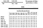 Thumbnail of Conserved nucleotide differences between the Feline panleukopenia virus (FPLV)- and Canine parvovirus (CPV)-type viruses. Nucleotide positions in the VP2 gene are numbered above the sequences; BFPV = blue fox parvovirus.