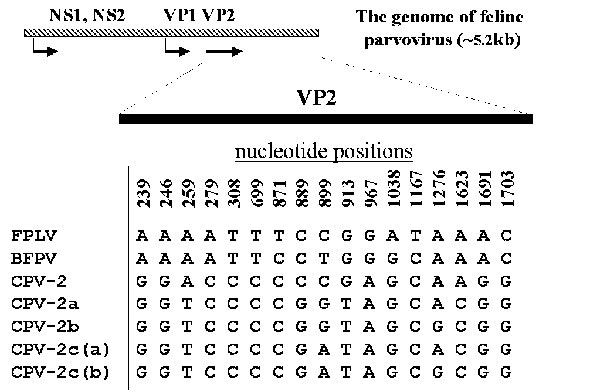 Conserved nucleotide differences between the Feline panleukopenia virus (FPLV)- and Canine parvovirus (CPV)-type viruses. Nucleotide positions in the VP2 gene are numbered above the sequences; BFPV = blue fox parvovirus.