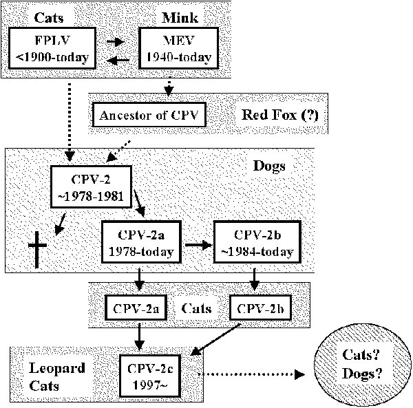 The apparent evolutionary processes of feline parvoviruses.