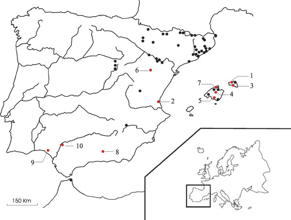 Map showing the localities in Spain where bats have been analyzed. 1. Ciutadella; 2. El Saler; 3. Ferreries; 4. Inca; 5. Llucmajor; 6. Oliete; 7. Pollença; 8. Granada; 9. Huelva; 10. Sevilla. Points in red indicate colonies where positive results were obtained according to our study (Localities Nos. 1, 3, 4, 5, 6, and 7) and previous studies (Localities Nos. 2, 8, 9, and 10)  (7).