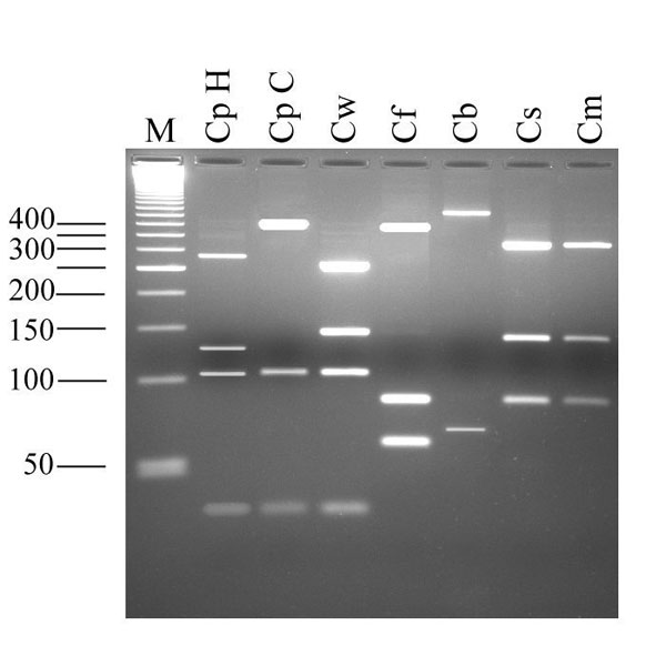 Electrophoretic separation of Cryptosporidium oocyst wall protein gene-polymerase chain reaction products digested with the endonuclease RsaI. Lane M, 50-bp size ladder; CpH, Cryptosporidium parvum human genotype; CpC C. parvum calf genotype; Cw, C. wrairi; Cf, C. felis; Cb, C. baileyi; Cs, C. serpentis; Cm, C. muris.