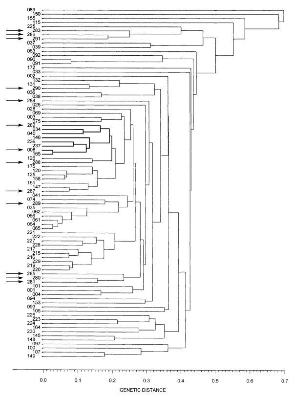 Dendrogram showing the genetic relatedness of 85 electrophoretic types (ETs) of Corynebacterium diphtheriae isolates collected in different countries around the world. Arrows indicate the different ETs identified among the 47 C. diphtheriae isolates. The ET8 complex is marked with thicker lines.