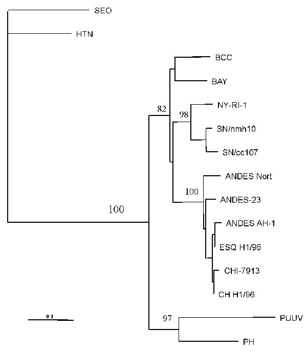 Maximum-parsimony tree analysis comparing S nucleotide sequence of CHI-7913 virus with homologous sequences of previously characterized hantaviruses. Nucleotide sequences examined correspond to positions 22–359 of antigenome-sense sequence of nucleoprotein (N) gene. Sequences were analyzed by the maximun parsimony method with the Clustal W and PHYLIP packages (15). The minimal length trees shown were supported as the majority rule consensus tree in 500 replicates. The bootstrap replicates supporting each node are indicated. References and GenBank accession numbers for the sequences used in S segment comparisons are BCC (16) L39949; BAY (17) L36929; NY strain RI-1 (18), U09488; SN strain cc107 (19), L33683; SN strain nmh10 (20), L25784; PH strain PH-1 (21), and M34011; Puumala strains Sotkamo (22), X61035; Seoul (SEO) strain sr-11 (23), and M34881; Hantaan (HTN) strain 76-118 (24), M14626; Andes strain AH-1 (14), AF004660; ESQ H-1/96 (14), AF005948; CH H-1/96 (14), AF 005947; AND Nort (strain unpublished) AF325966; and Andes strain 23 (AF291702).