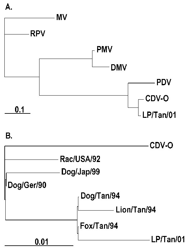 Phylogenetic trees based on a 388-bp Morbillivirus P-gene fragment. Maximum likelihood trees were generated by using the SEQBOOT and DNAML program of PHYLIP (Phylogeny Inference Package [6]) with 1,000 bootstrap replications. When possible, GenBank numbers of the sequences are given in parentheses. A. Virus from African wild dogs and representative Morbillivirus members. MV = Measles (Edmonston) virus: strain (M89920); RPV = Rinderpest virus: RBOK strain (X68311); DMV = dolphin morbillivirus (Z47758); PMV = porpoise morbillivirus (5); PDV = Phocine distemper virus-1 (X75960); CDV-O = Canine distemper virus (CDV): Onderstepoort strain (AF305419); and LP/Tan/01 = CDV African wild dog, Tanzania (this study). B. Virus from African wild dogs and several CDV strains. CDV-O = CDV: Onderstepoort strain (AF305419); Dog/Ger/90 = CDV from dog, Germany (AF259549); Rac/USA/92 = CDV from raccoon, USA (3); Dog/Jap/99 = CDV from dog, Hamamatsu strain, Japan (AB028915); Dog/Tan/94: CDV from dog, Tanzania (U53715); Fox/Tan/94 = CDV from bat-eared fox, Tanzania (U53714); Lion/Tan/94 = CDV from lion, Tanzania (U53712); and LP/Tan/01 = CDV from African wild dog, Tanzania (this study).