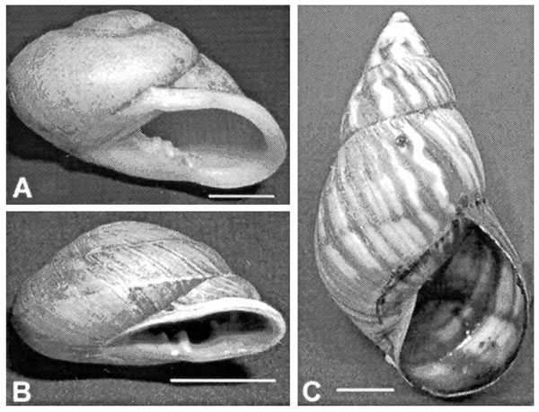 Three species of land snails collected in Jamaica and examined for Angiostrongylus larvae. A. Thelidomus asper. B. Orthalicus jamaicensis. C. Dentellaria sloaneana. Scale bar = 1 cm.